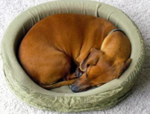 curled-up-sleeping-dog
