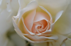 plant-wedding-flower-rose